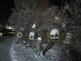 Экологическая акция "Покорми птиц зимой" Экологическая акция "Покорми птиц зимой".